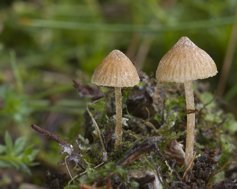 Galerina calyptrospora